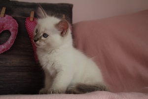 The Virtue Tidbit `Stanley`