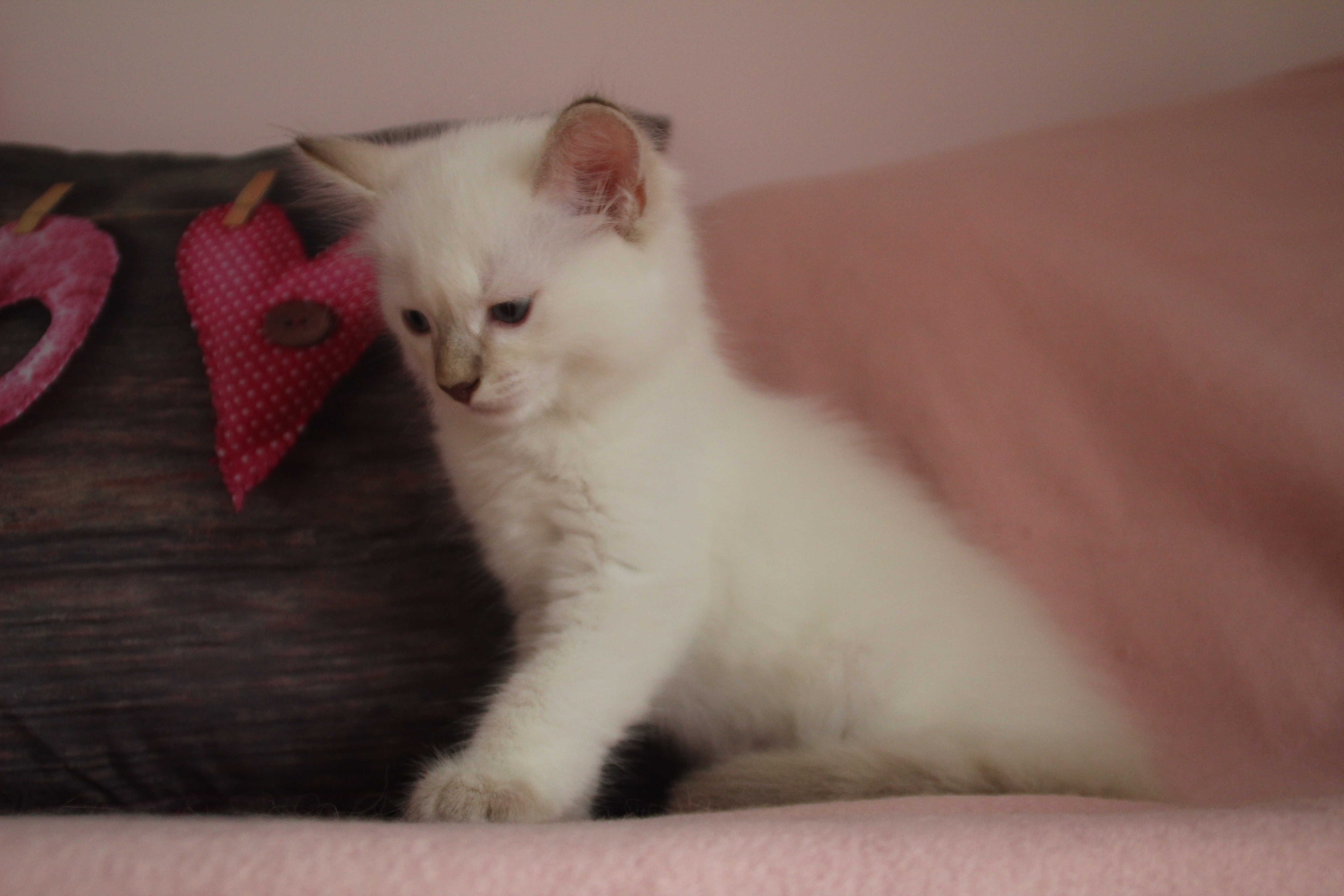 The Virtue Candy `Roger`