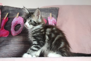 The Virtue believe Samual `Sam`