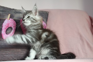 The Virtue believe Asa `Asa`