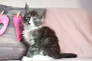 The Virtue believe Solomon `Solo`