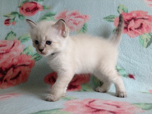 The Virtue Cool 'Magnum'