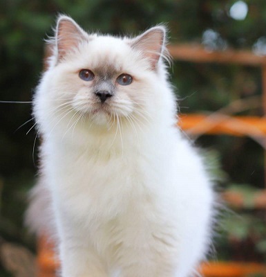 thumbnail_received_2315540215398818kl