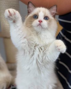 69255345_1594487394021880_5234913136313630720_o