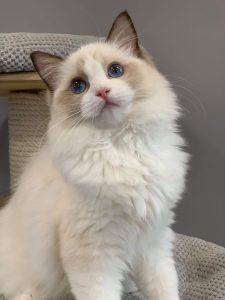 69306020_1609529112517708_638111043582689280_o