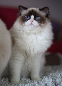 received_464358730798242kl