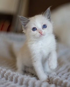 thumbnail_received_1132933696908713kl