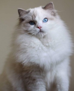 thumbnail_received_2339837239386099kl