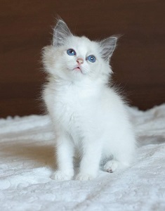 thumbnail_received_2356641237725862kl