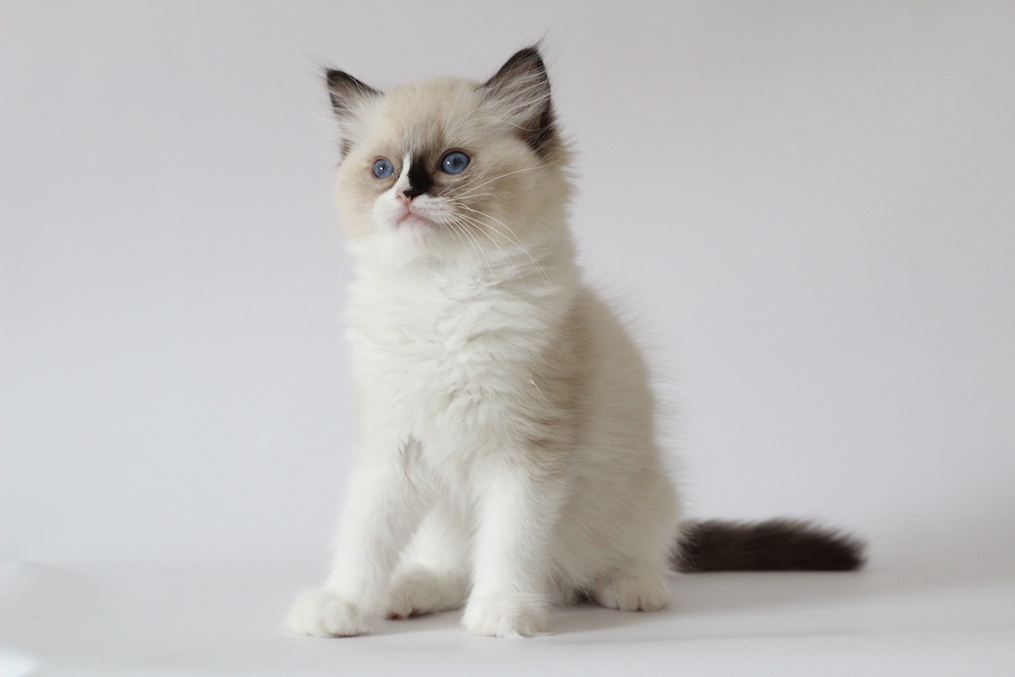 The Virtue Dashing Dewi 'Dewi'