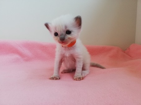 thumbnail_img_20200731_111323