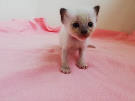 thumbnail_img_20200731_113143