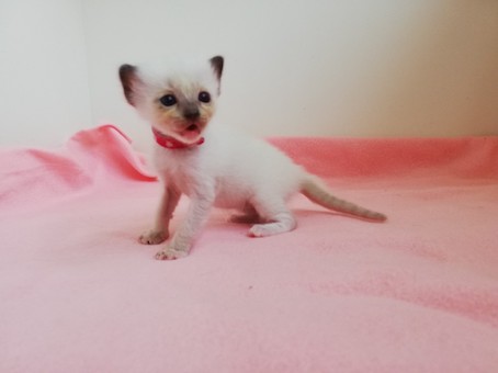 thumbnail_img_20200731_113303