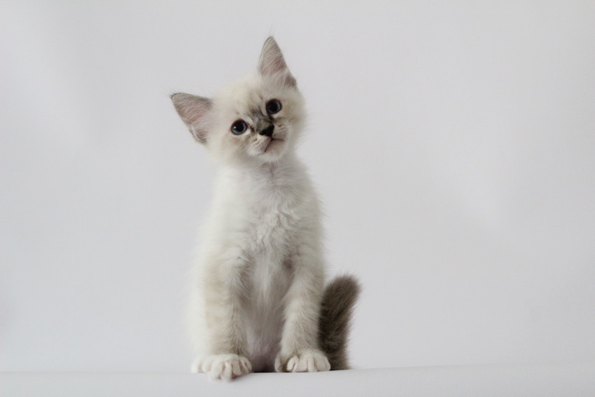 The Virtue Dabble Lotus 'Lotus'