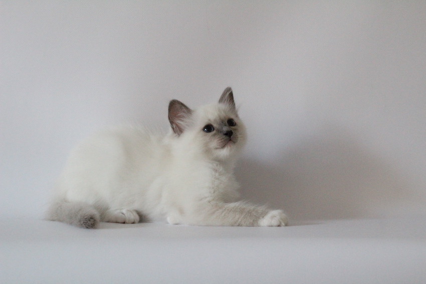 The Virtue Dabble Jasmine 'Jasmine'