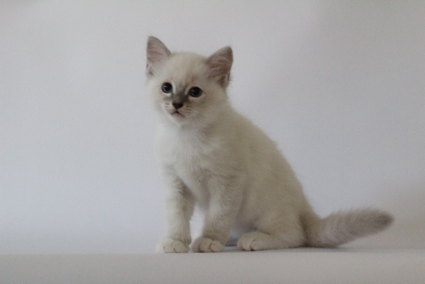 The Virtue Dabble Phlox 'Phlox'