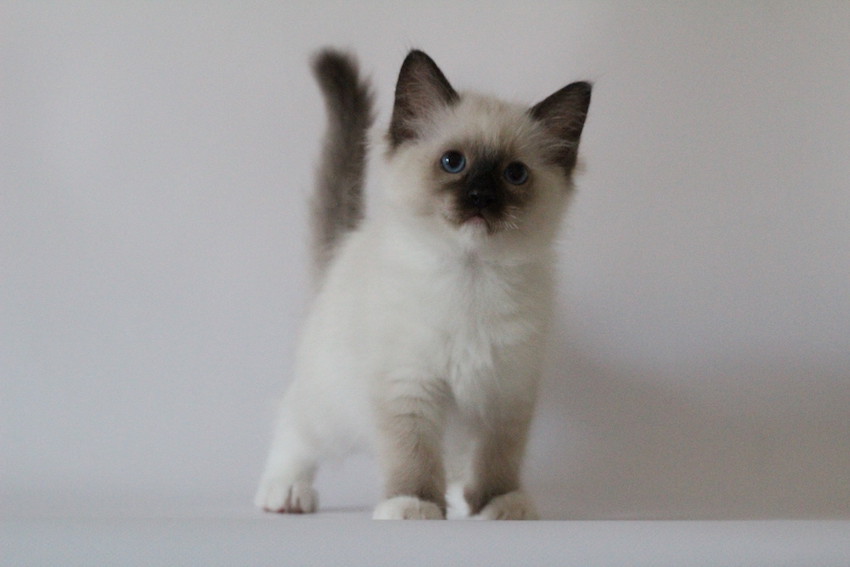 The Virtue Dabble Blossom 'Blossom'