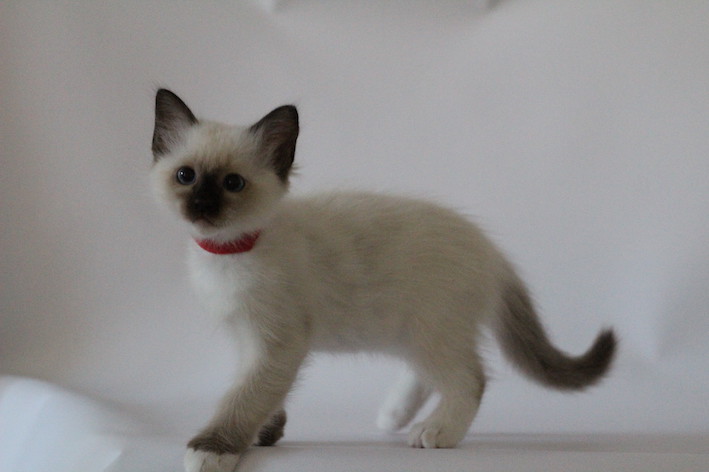 The Virtue Dabble Rose 'Rose'