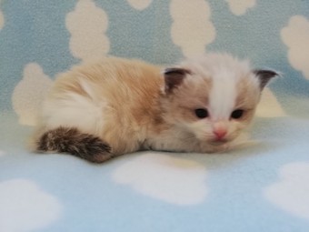 thumbnail_img_20210306_173749