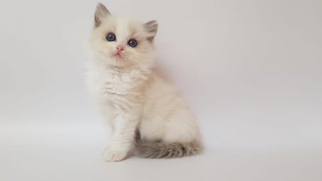 The Virtue Endless Snow 'Snow'