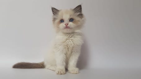 The Virtue Eye-catcher Sky 'Sky'