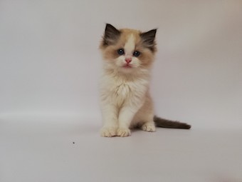 The Virtue Eye-catcher Moon 'Moon'