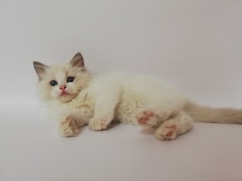 The Virtue Eye-catcher Cloud 'Cloud'