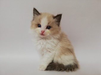 thumbnail_img_20210405_135239