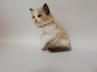 The Virtue Endless Blaze 'Blaze'