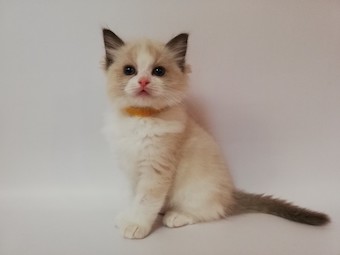 The Virtue Endless Storm 'Storm'