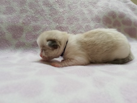 thumbnail_img_20211008_154849paars