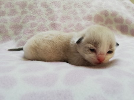 thumbnail_img_20211008_154936paars