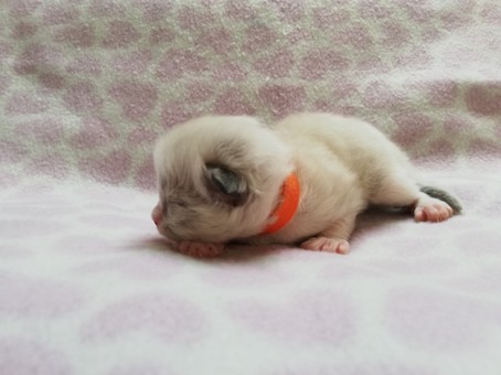 thumbnail_img_20211008_155108oranje