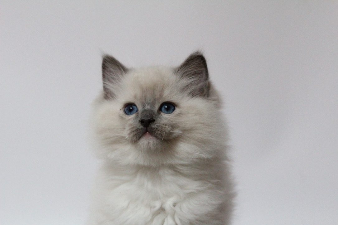 unadjustednonraw_thumb_c81