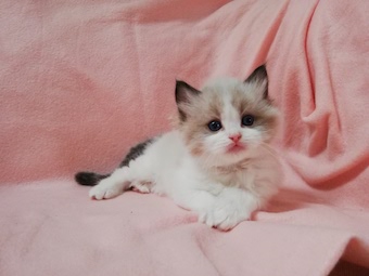 The Virtue Faithfull Bruce