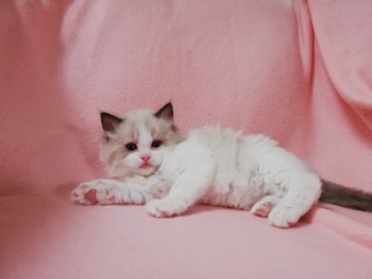 The Virtue Faithfull Mick