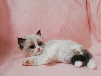 The Virtue Faithfull Dolly