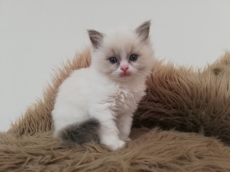 thumbnail_img_20220325_153402