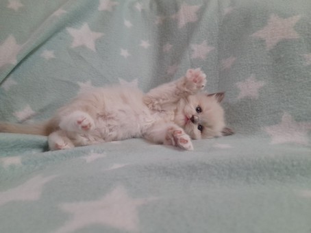 thumbnail_img-20220727-wa0061