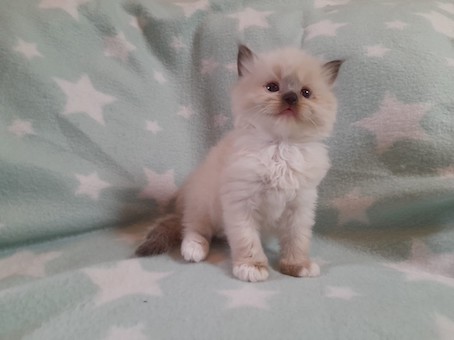 thumbnail_img-20220727-wa0063