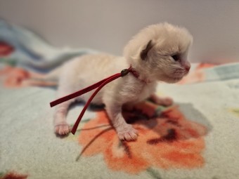 thumbnail_20230224_1256330