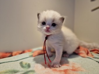 thumbnail_20230306_155310