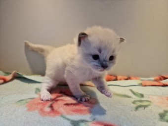 thumbnail_20230306_155339