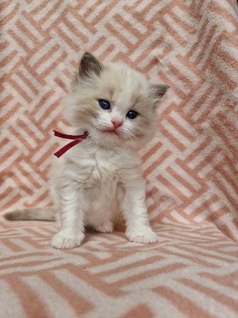 thumbnail_20230324_142236