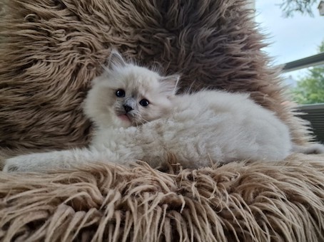 The Virtue Happy Socks