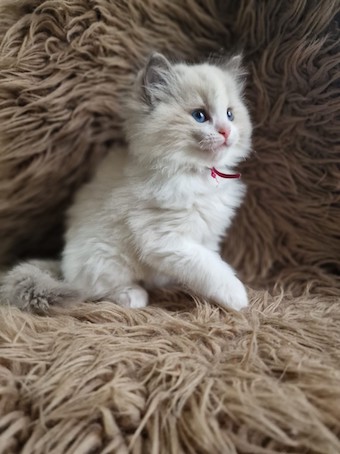 thumbnail_img-20230412-wa0004