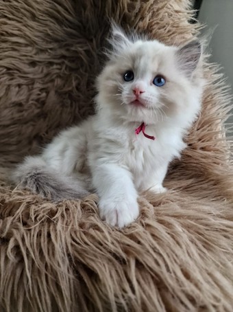 thumbnail_img-20230412-wa0006