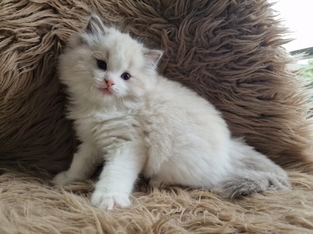 The Virtue Happy Day