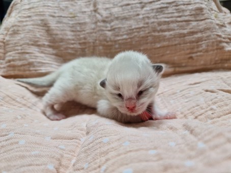 thumbnail_img-20230412-wa0016