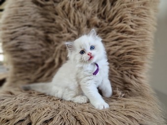 The Virtue Hopeful Chloe